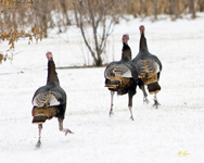 Turkeys